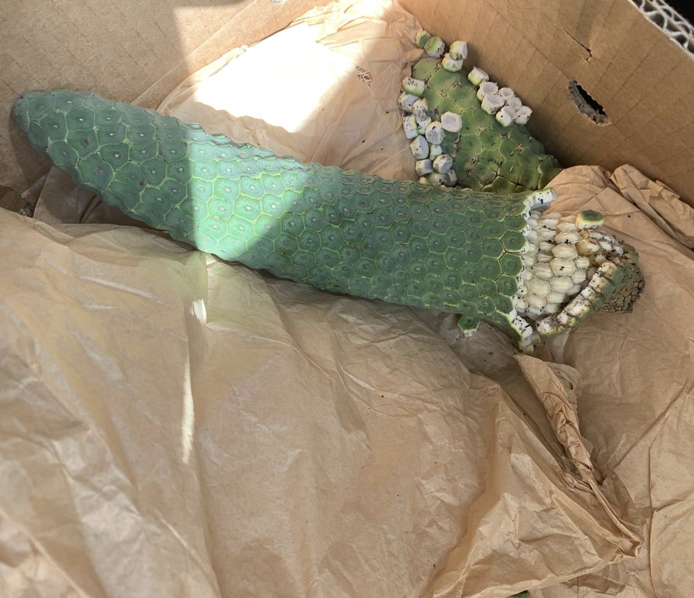 Customer photo review of Monstera Deliciosa *Pre-Order*