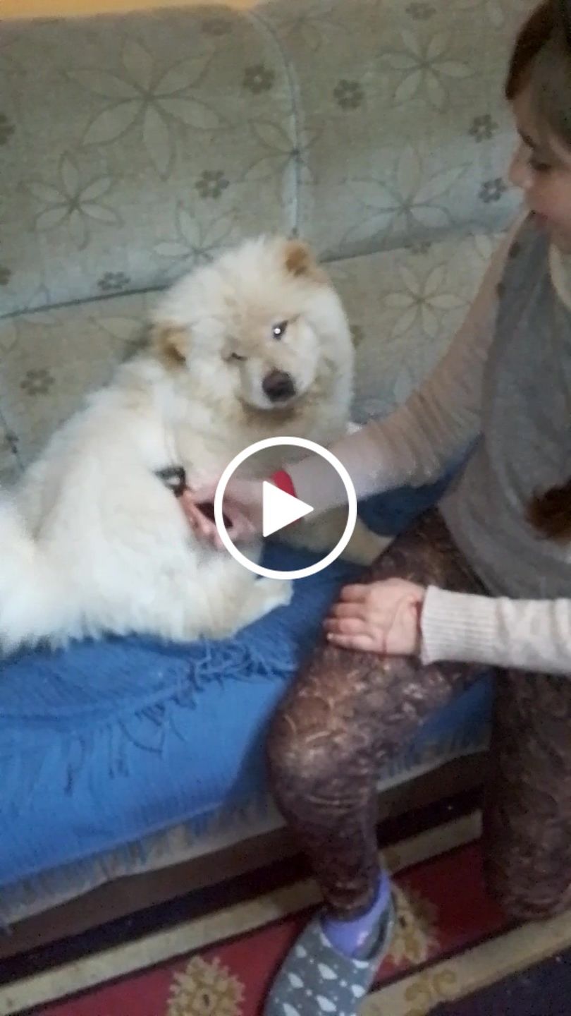 Customer video review of Cepillo Cortador de Nudos de Pelo para Mascotas Milgenial
