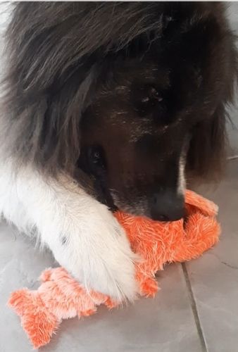 Customer photo review of DogCatFri™ PlushToy - Interaktivt Plyslegetøj Til Kæledyr
