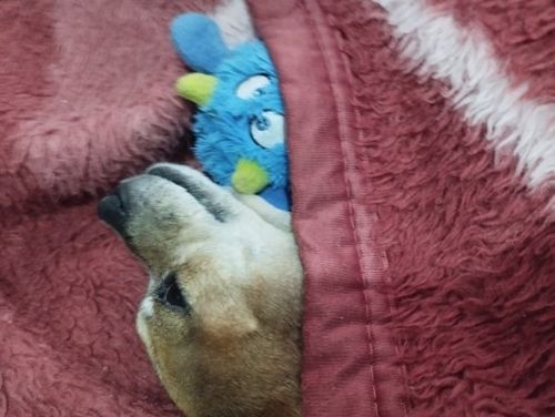 Customer photo review of DogFri™ MonsterBall - Monster Dog Aktivt Boldlegetøj