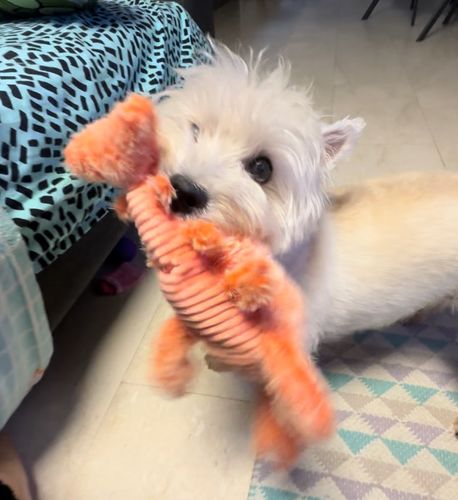 Customer photo review of DogCatFri™ PlushToy - Interaktivt Plyslegetøj Til Kæledyr