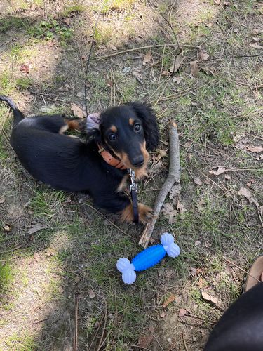 Customer photo review of Keepaws™ Leather AirTag Collar