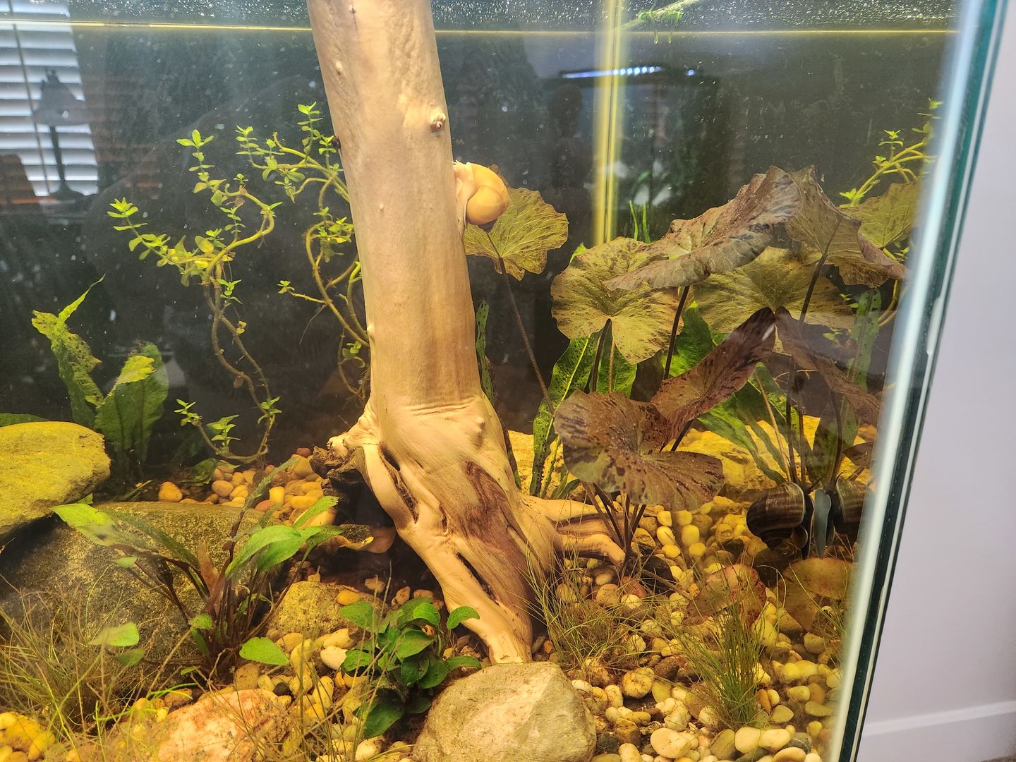 Customer photo review of Mystery Snail Mix (3 pack)