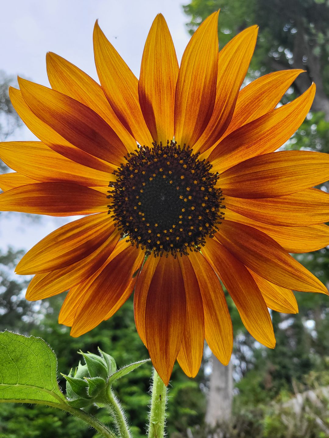 Customer photo review of Evening Sun Sunflower Seeds - Helianthus annuus