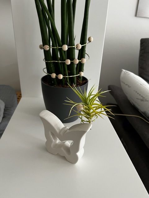 Customer photo review of Tillandsia aeranthos