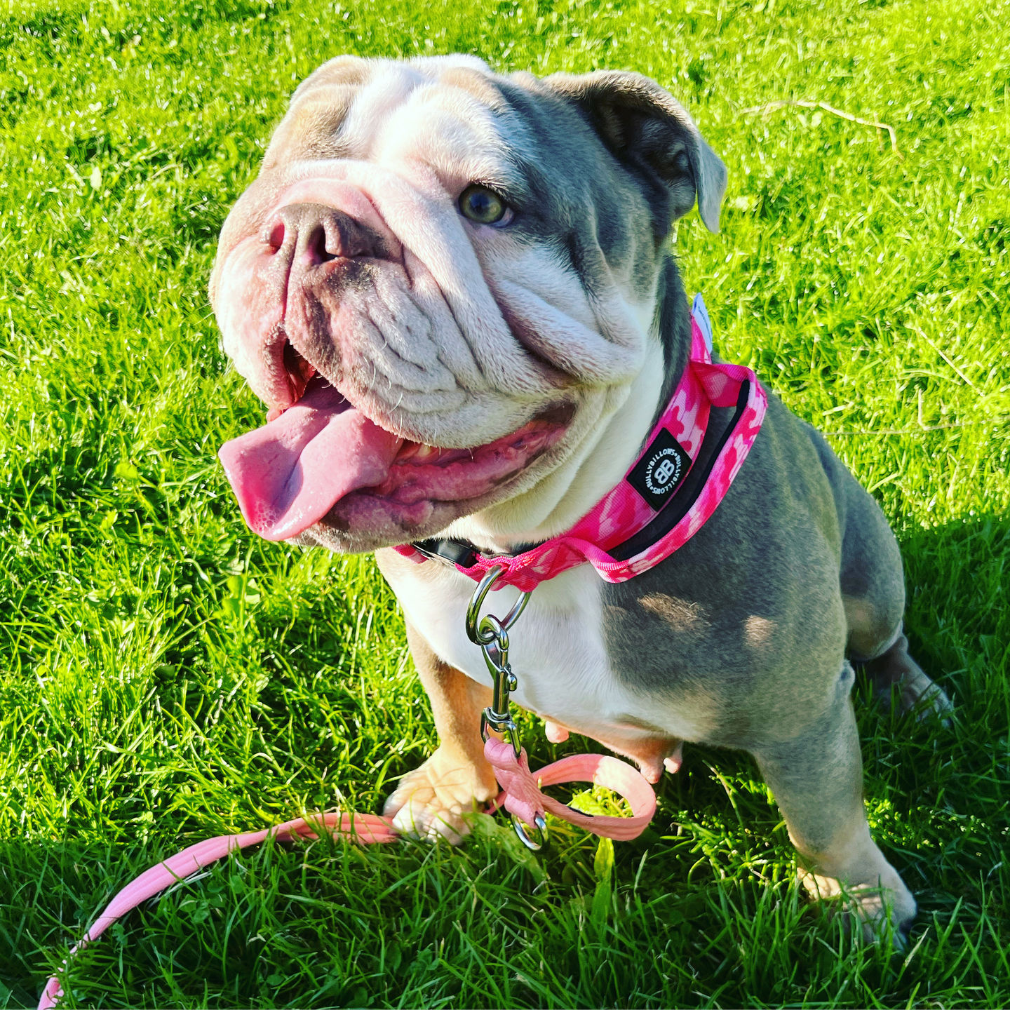 Customer photo review of 4cm Combat® Collar | With Handle & Rated Clip - Bubblegum v2.0