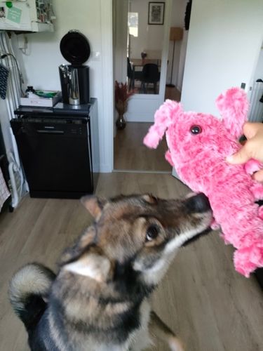 Customer photo review of DogCatFri™ PlushToy - Interaktivt Plyslegetøj Til Kæledyr