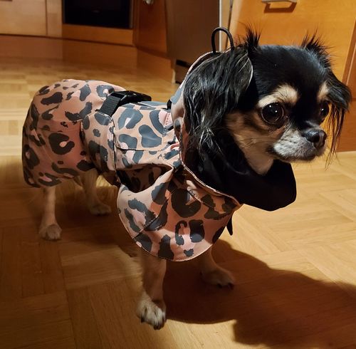 Customer photo review of Visibility Raincoat Lite Leopard for Dogs