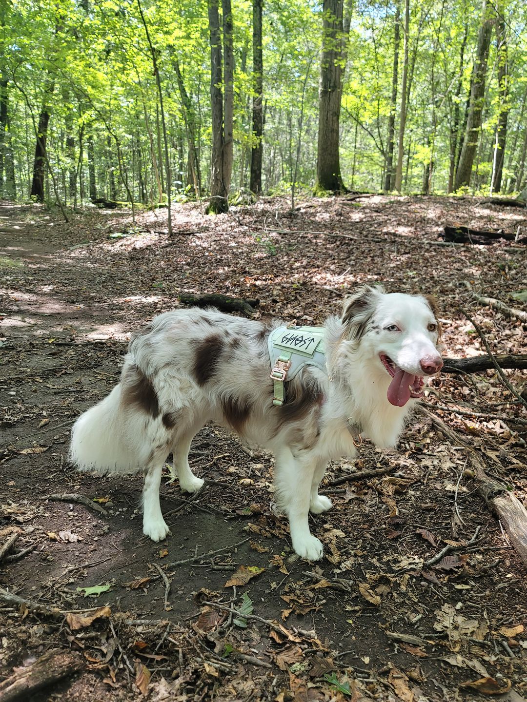 Customer photo review of HNTR 3.0 Dog Harness - Honeydew