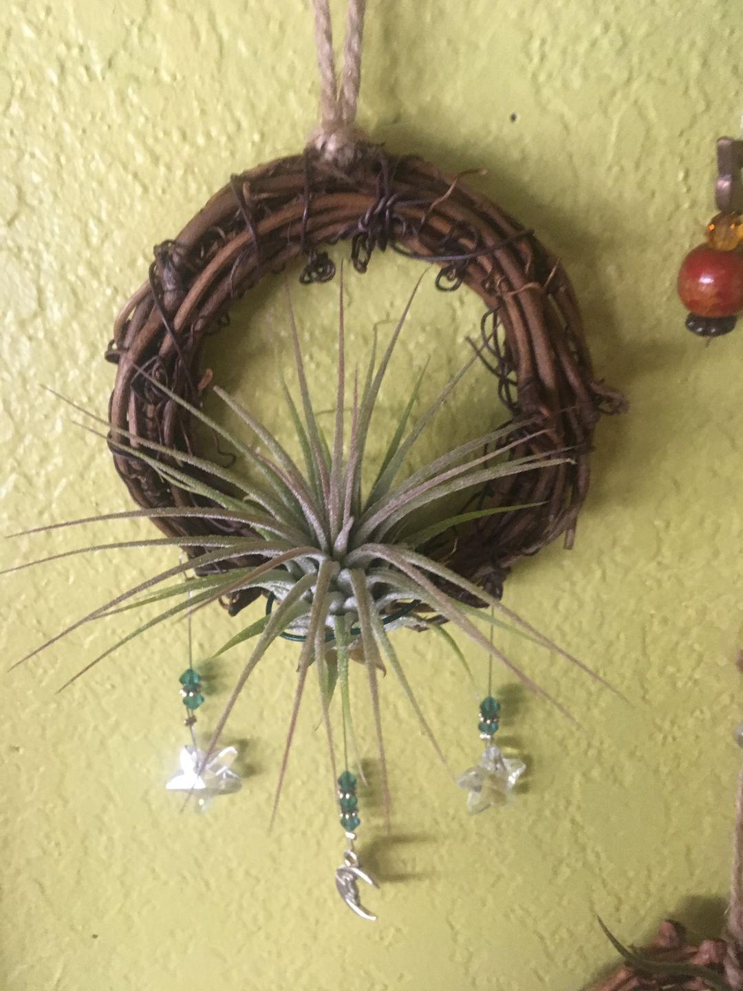 Customer photo review of Wholesale Ionantha Guatemala Medium  (Minimum Order 10)