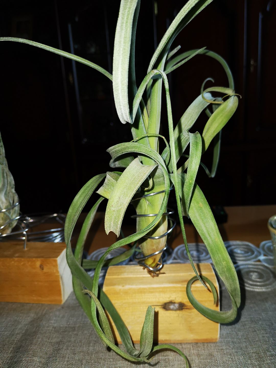 Customer photo review of Tillandsia "Curly Slim" - intermedia x streptohphylla