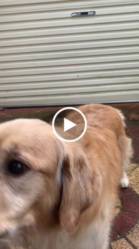 Customer video review of Kangaroo Trainers (High value treats) - Large Dogs
