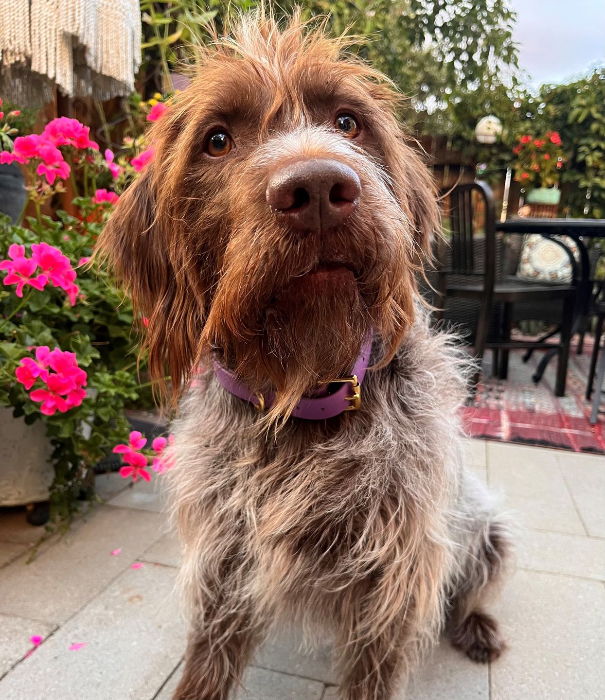 Customer photo review of Two Tone Classic Lead – Waterproof BioThane® Custom Dog Lead