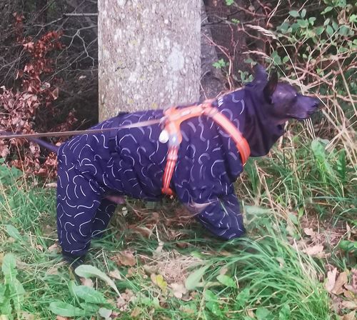 Customer photo review of Winter Suit for Dogs