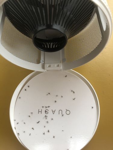 Customer photo review of Indoor Mosquito, Fruit Fly, & Gnat Trap