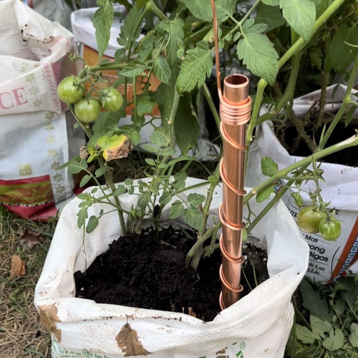 Customer photo review of One Thread - Electro Culture Copper Antenna