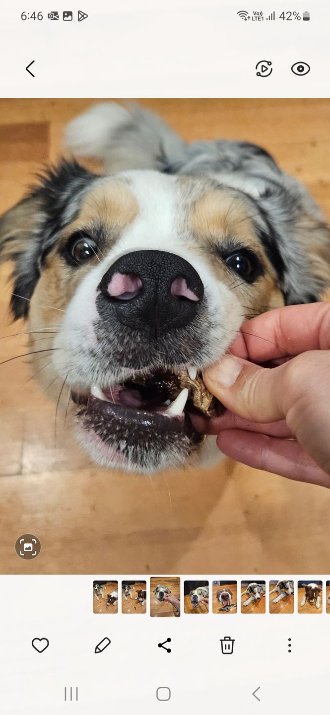 Customer photo review of Aussie Beef Puffs (High value treats)