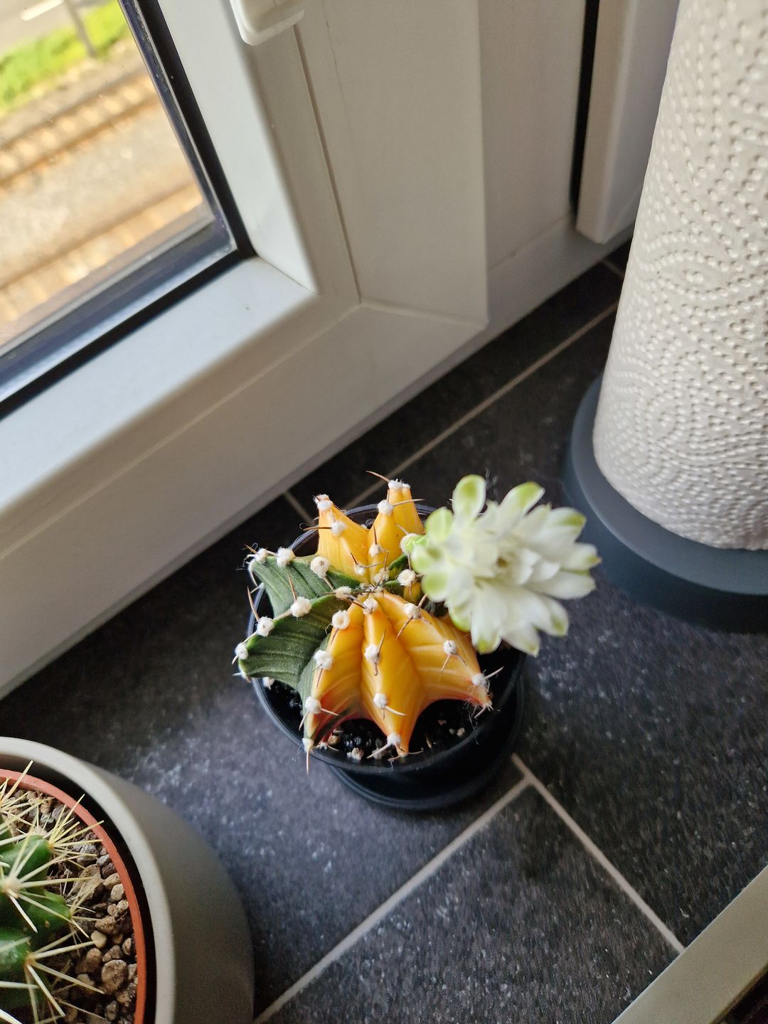 Customer photo review of Gymnocalycium Mihanovichii Variegata (Kaktus)