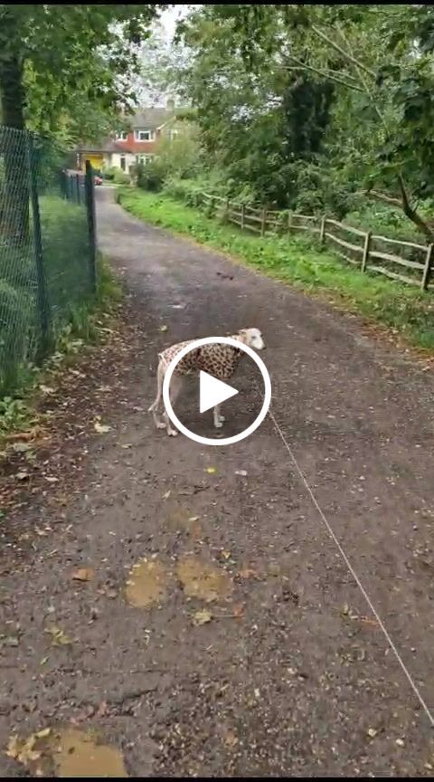 Customer video review of Brown Leopard Anti Pill Polar Fleece Fabric