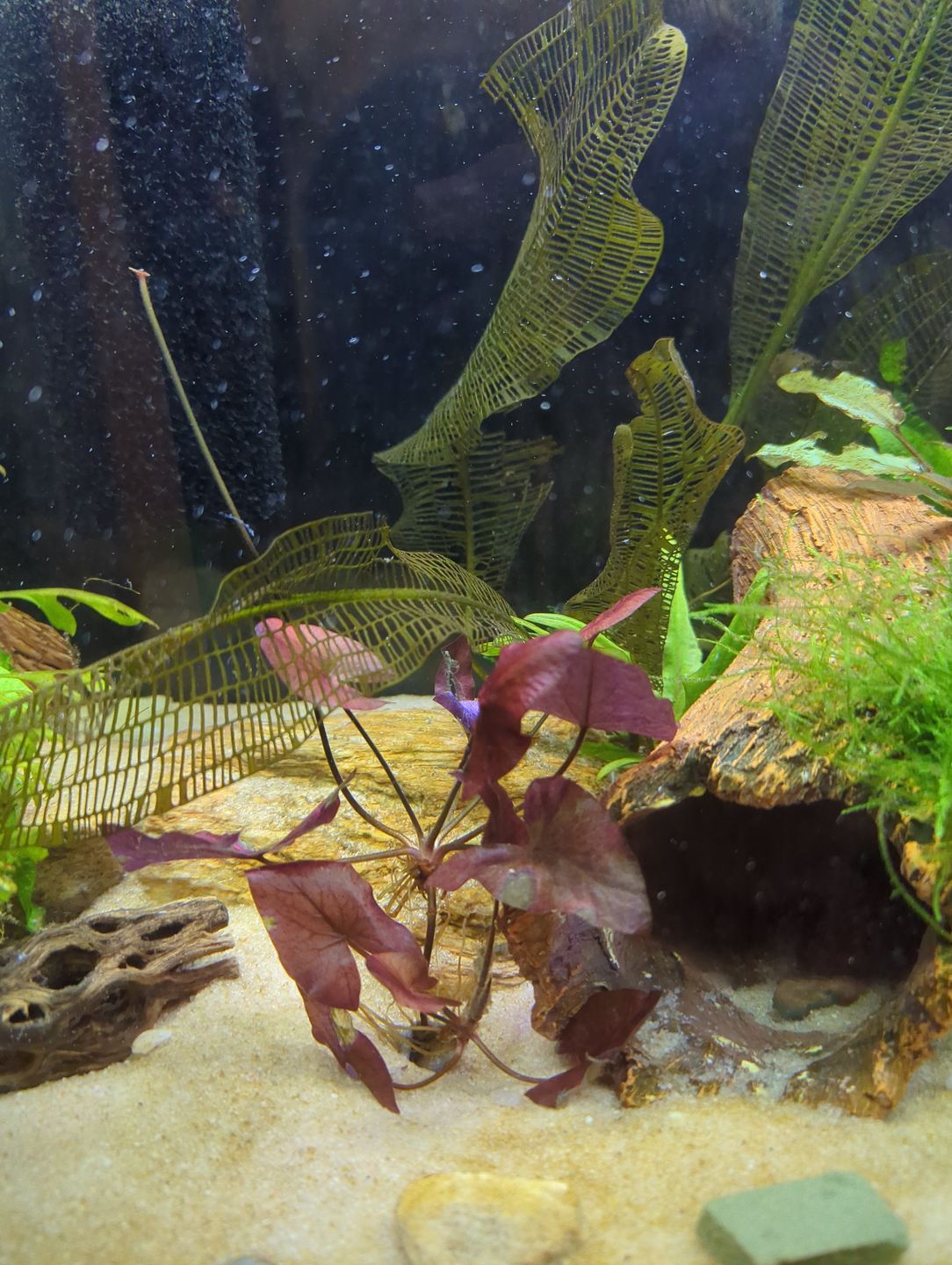 Customer photo review of RED TIGER LOTUS