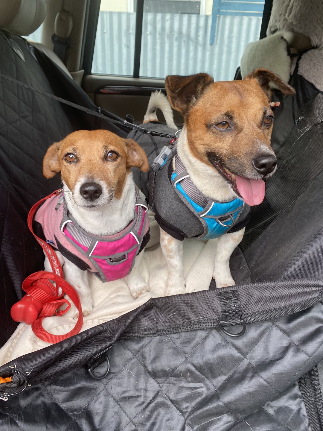 Customer photo review of Dog Bark Silencer