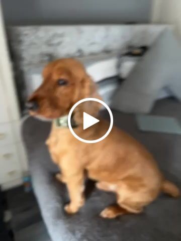 Customer video review of 4cm Combat® Collar | With Handle & Rated Clip -  Khaki v2.0