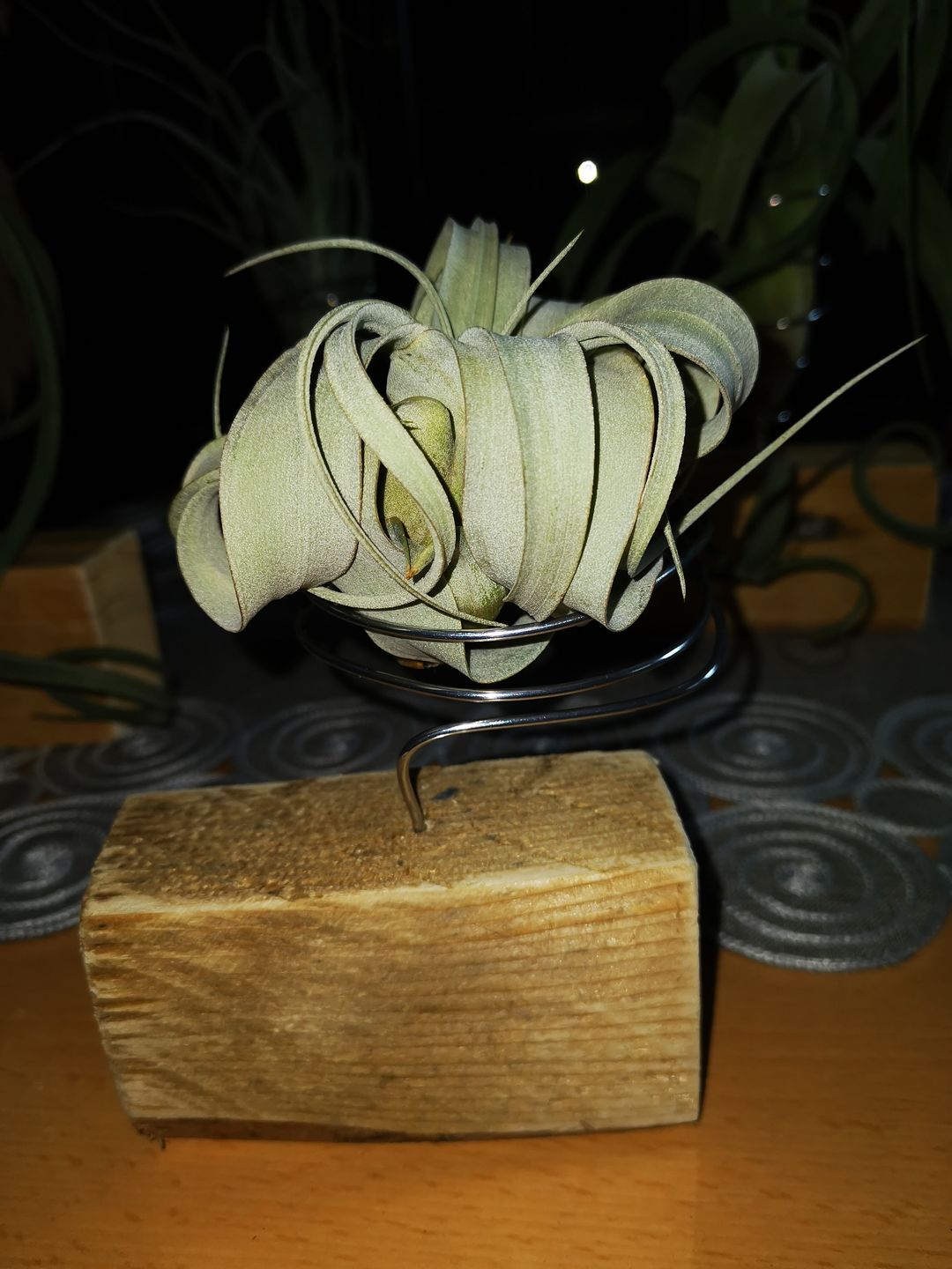 Customer photo review of Tillandsia xerographica 'Bonsai'