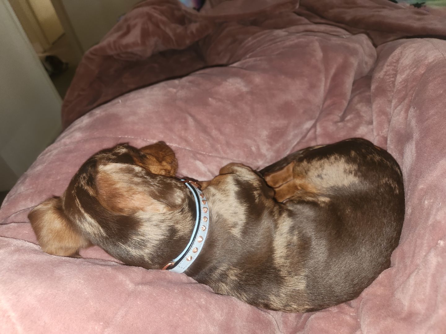 Customer photo review of Hand Made Leather Dog Collar - Imperial Baby Blue & Rose Gold (Slim fit)