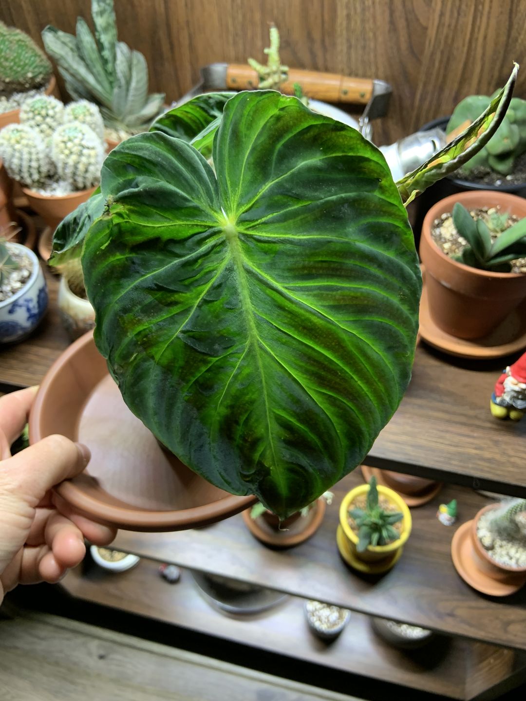 Customer photo review of Philodendron verrucosum