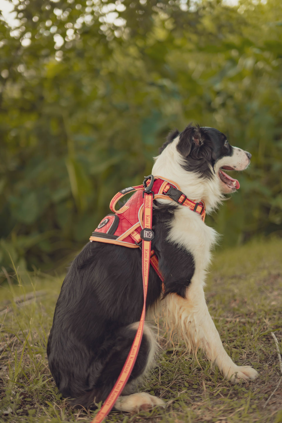 Customer photo review of Adventure Leather Harness