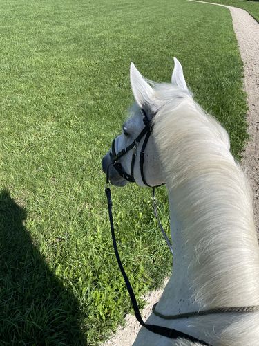 Customer photo review of Harmony Bridle - gebisslose Trense