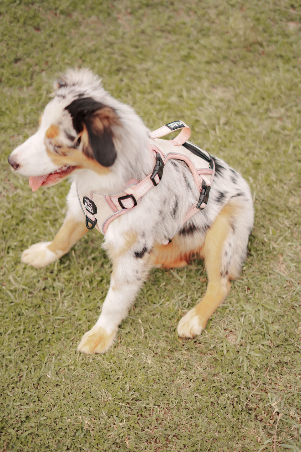 Customer photo review of Blushing Sands - Adventure Leather Harness