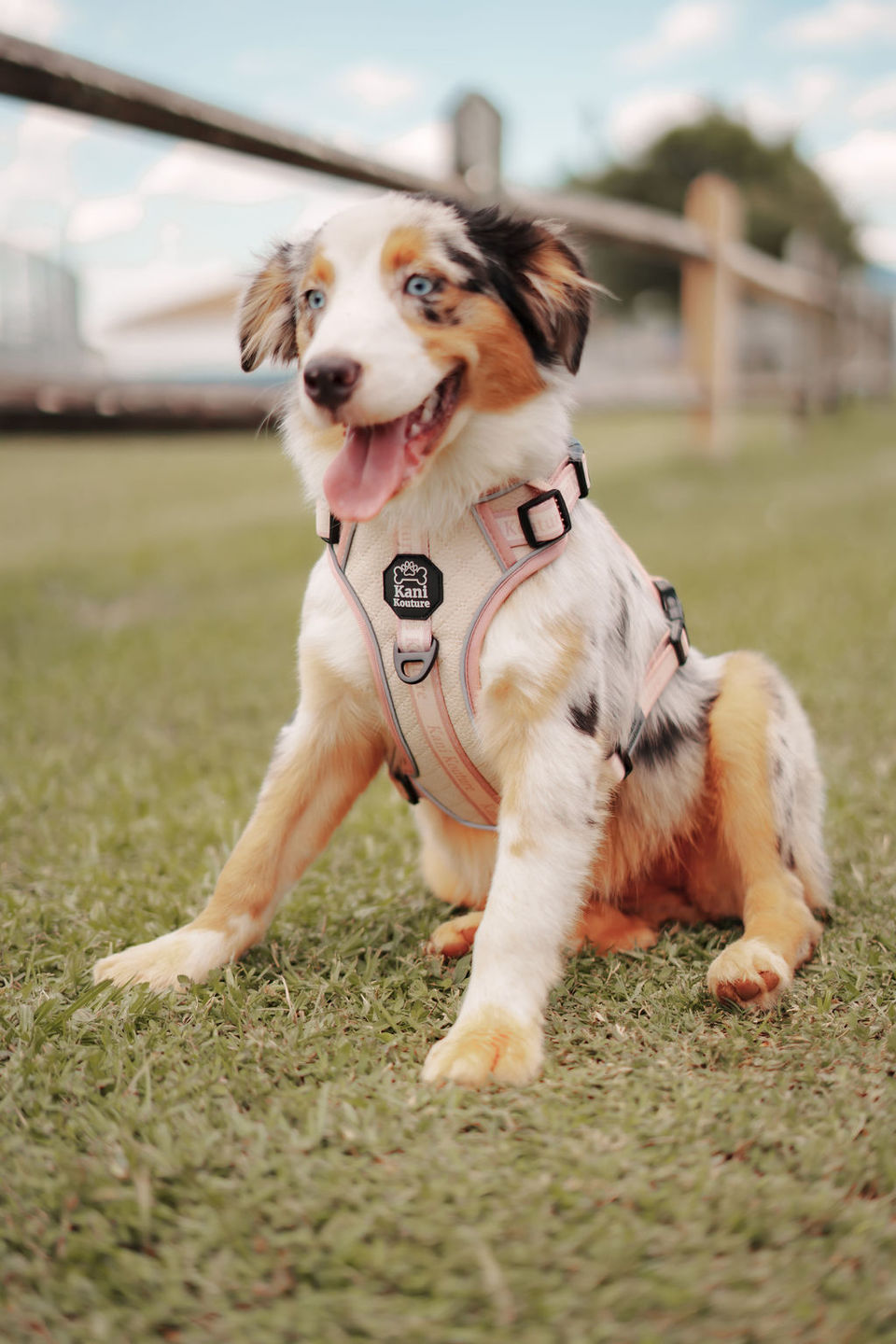 Customer photo review of Blushing Sands - Adventure Leather Harness