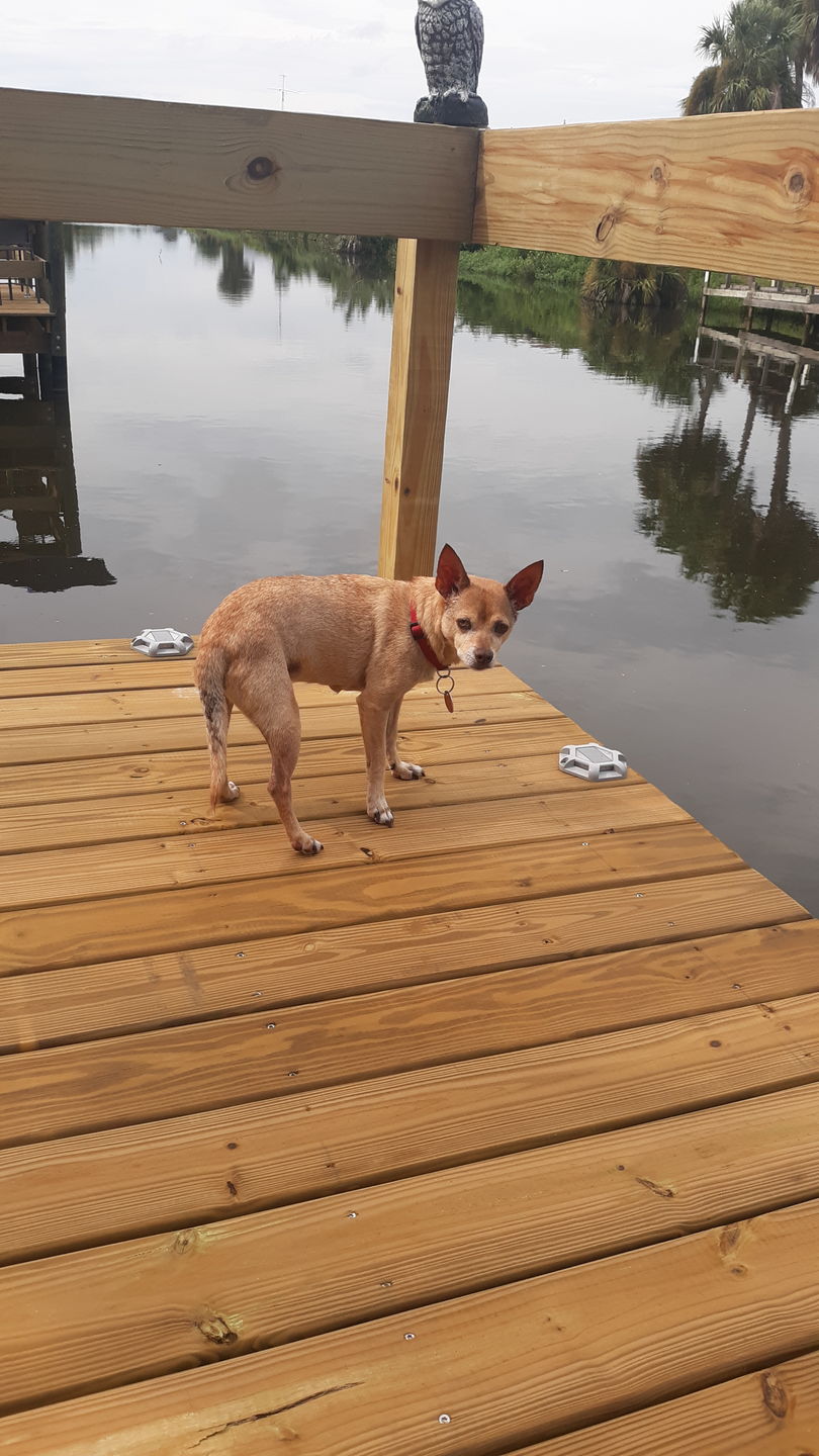 Customer photo review of TSUN Grey Shell Blue Solar Deck Lights