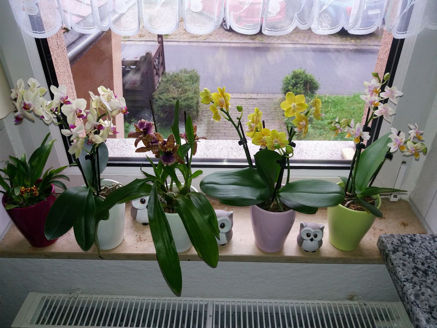 Customer photo review of Duftorchidee Citrin mit gelben Blüten und 2+ Stielen