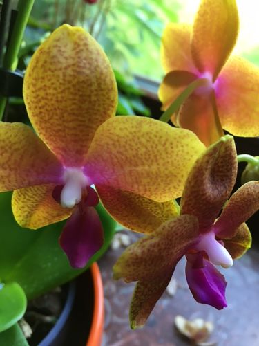 Customer photo review of Große Two of Us Duftorchidee Bolgheri mit rosa-orangenen Blüten und 4+ Rispen