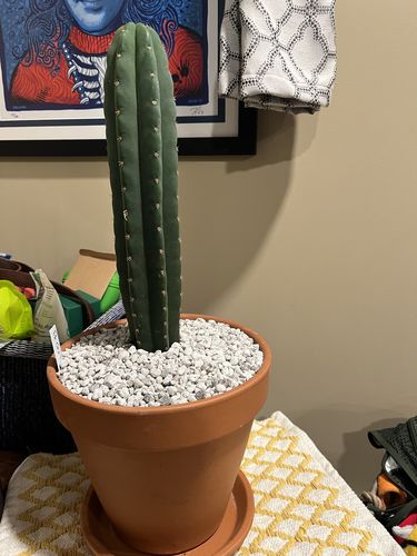 Customer photo review of Dr. Greenthumb x TPM | Trichocereus Pachanoi Hybrid