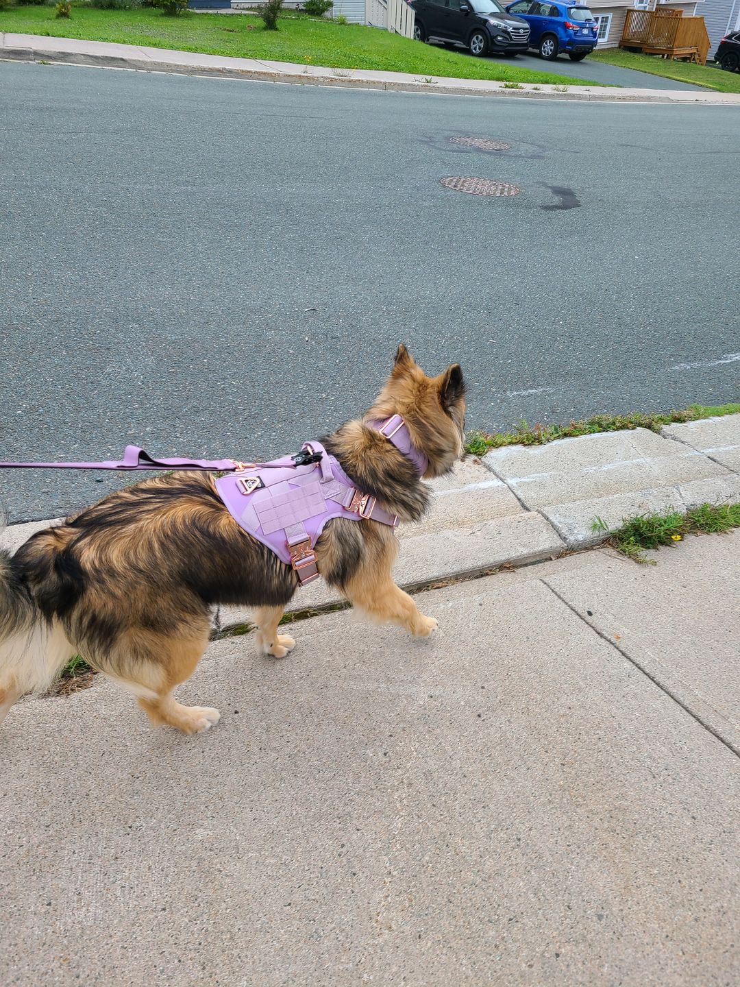 Customer photo review of HNTR 3.0 Dog Harness - Sofia