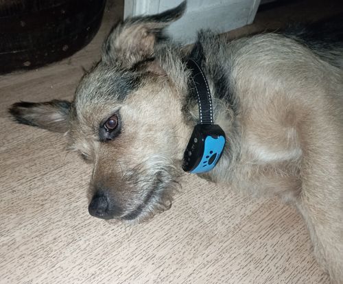 Customer photo review of Collier Anti Aboiement PuppySafe