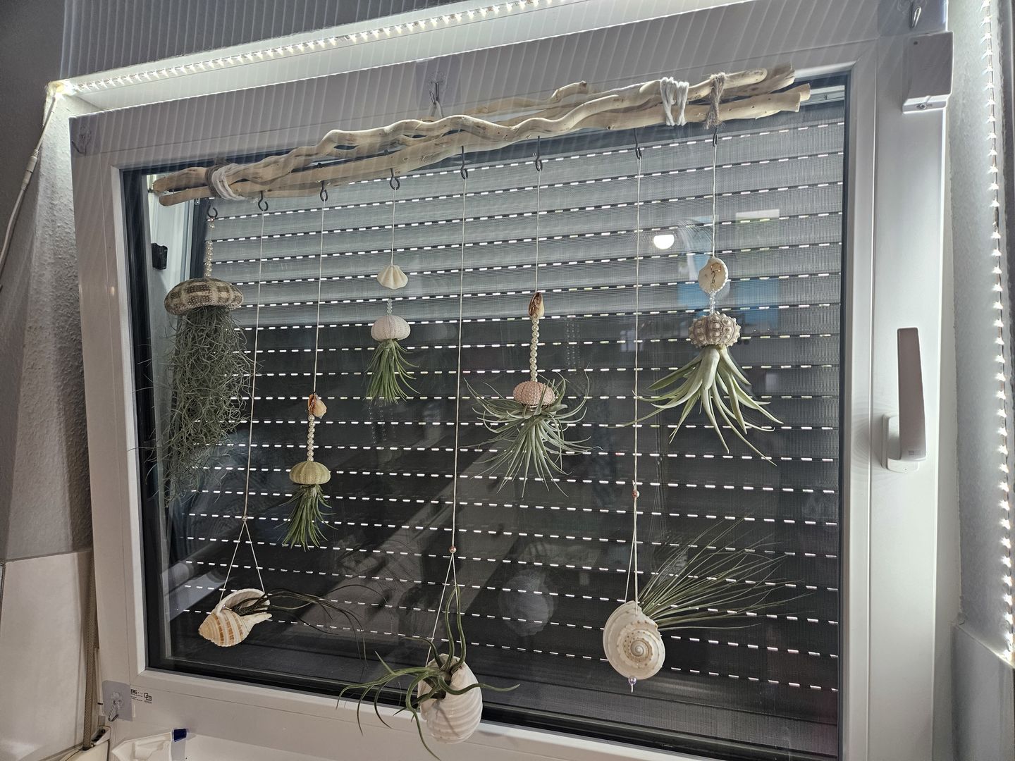 Customer photo review of Tillandsia butzii