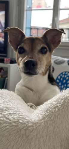 Customer photo review of Échantillon de croquettes riches en volaille - Petite taille (chien adulte)