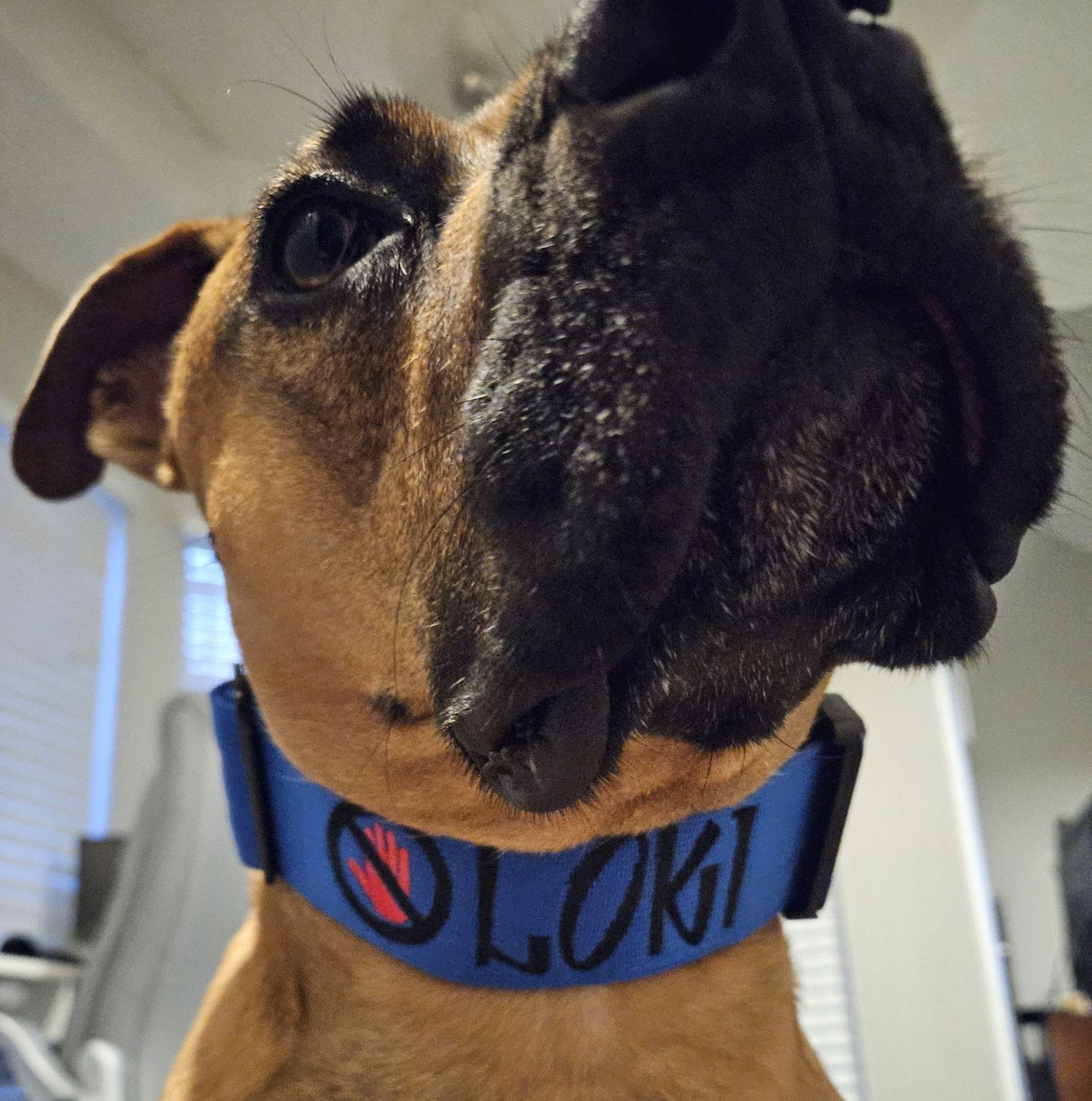 Customer photo review of 2" Tactik Dog Collar - Cobalt