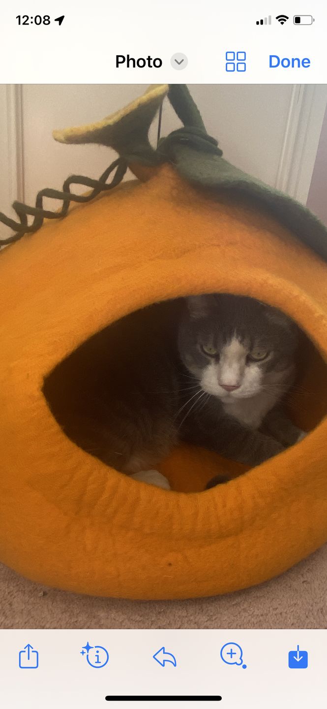 Customer photo review of Cat Cave - Pumpkin