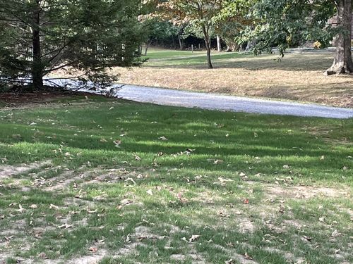 Customer photo review of GCI Turf Type Tall fescue Grass Seed