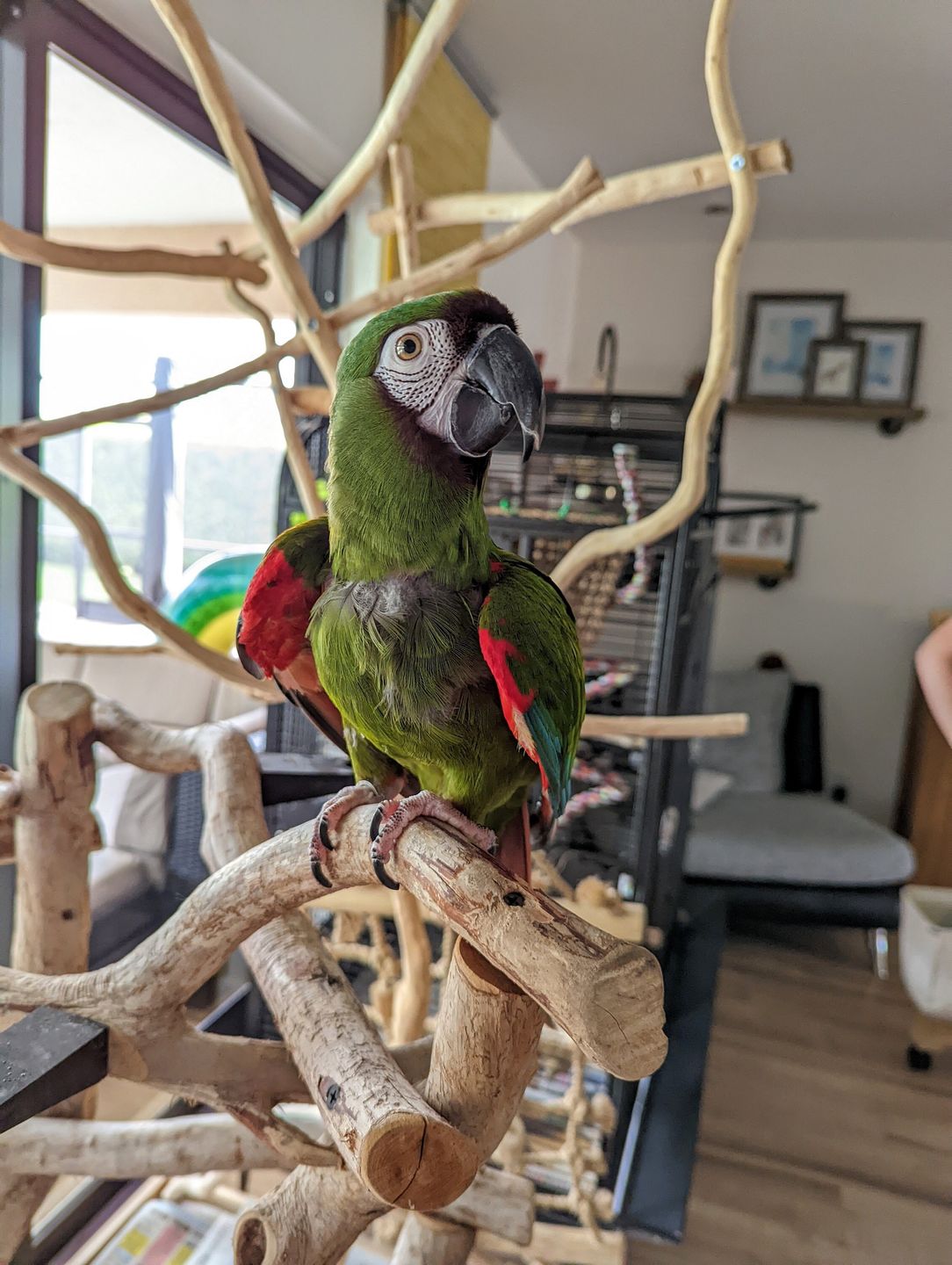 Customer photo review of Yucca & Mahogany Pod Stack - by Cheep Thrills Bird Toys