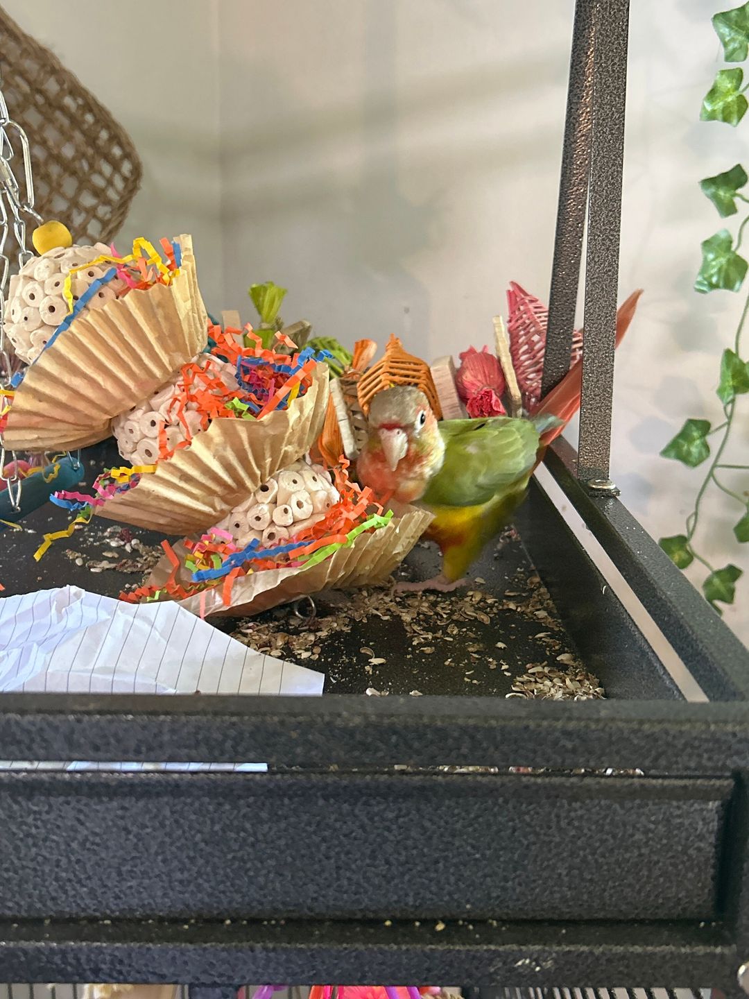 Customer photo review of Triple Scoop - Cheep Thrills Bird Toys