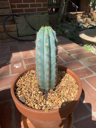 Customer photo review of Icaros DNA Peruvians | Trichocereus Peruvianus Icaro