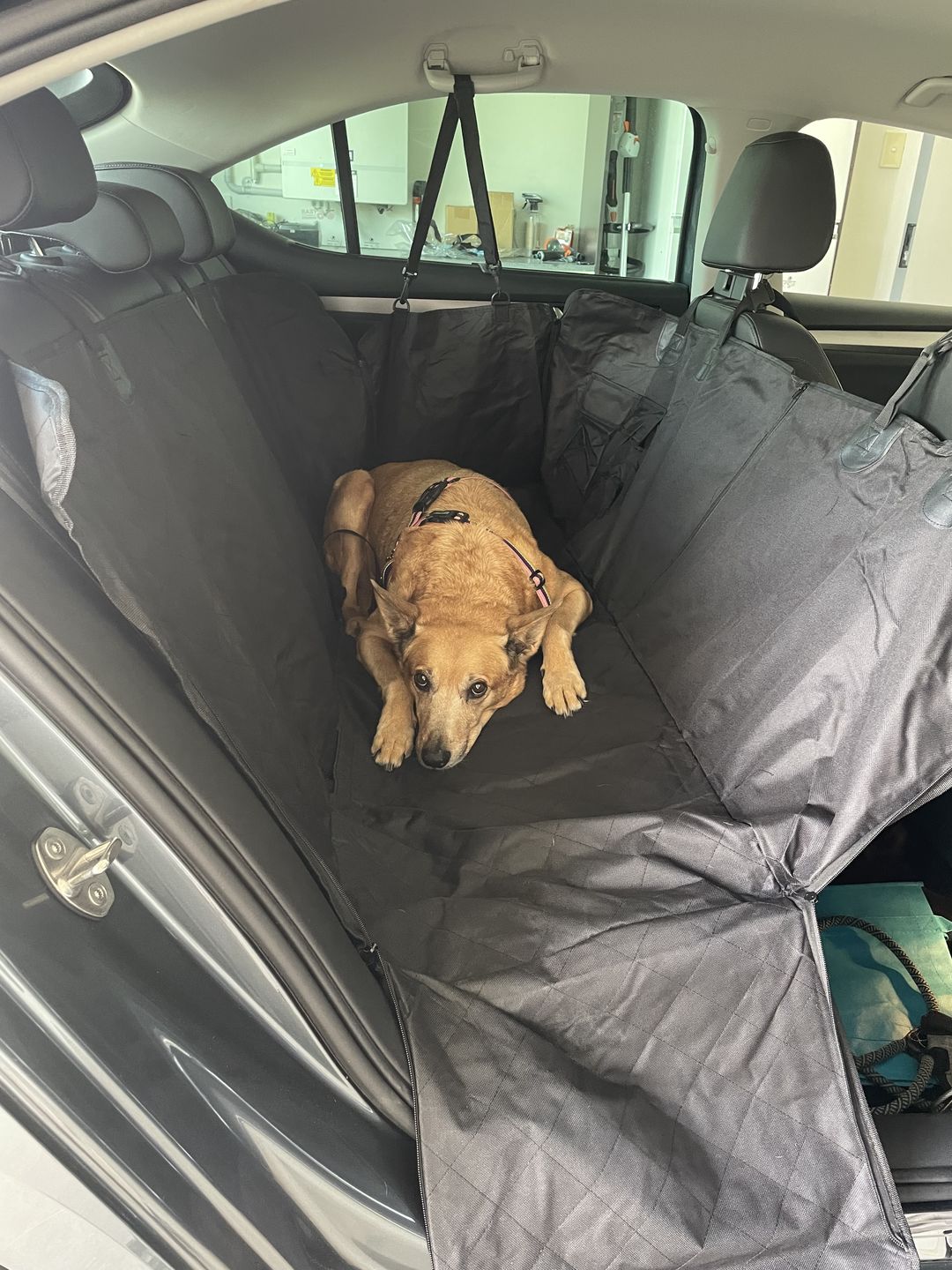 Customer photo review of Waterproof Pet Car Seat Cover Without Mesh Window + Free Buckle Leash