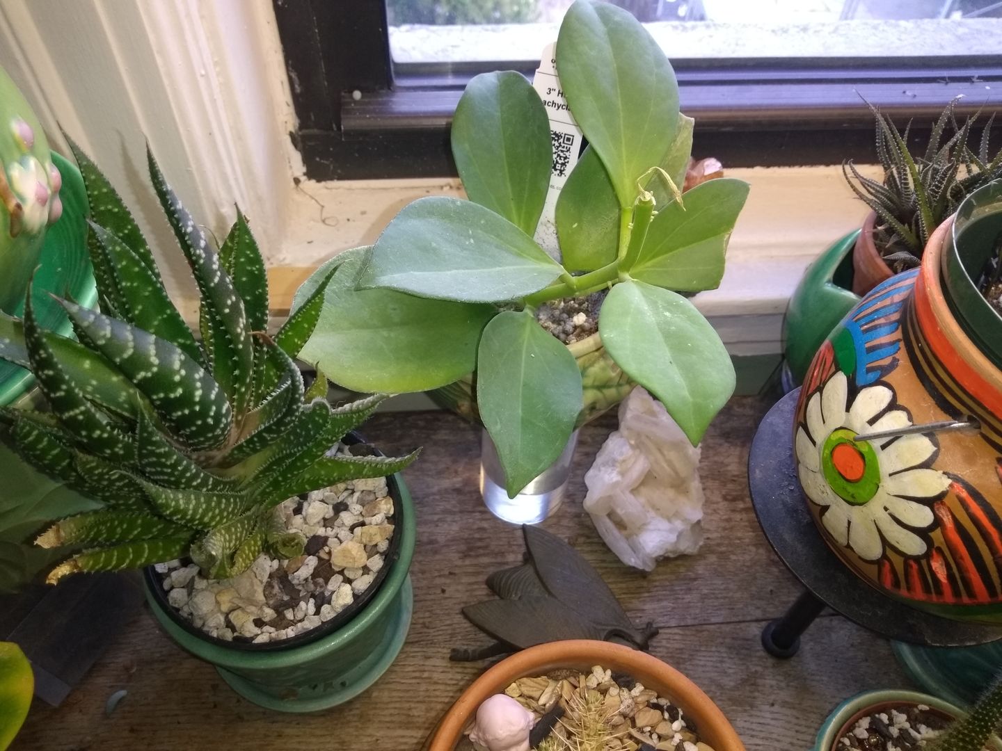Customer photo review of Hoya pachyclada