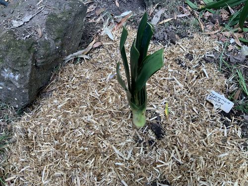 Customer photo review of Clivias